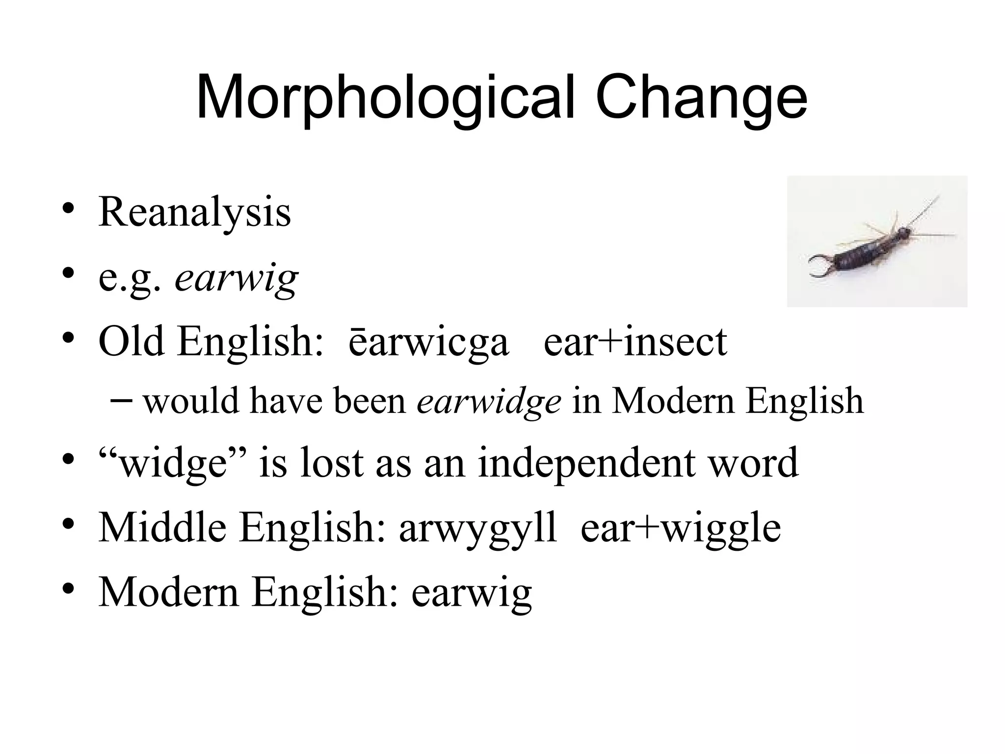 Morphological Change
• Reanalysis
• e.g. earwig
• Old English: ēarwicga ear+insect
– would have been earwidge in Modern English
• “widge” is lost as an independent word
• Middle English: arwygyll ear+wiggle
• Modern English: earwig
 