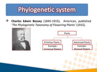  Charles Edwin Bessey (1845-1915), American, published
‘The Phylogenetic Taxonomy of Flowering Plants’ (1915).
Plants
Primitive Plants Advanced Plants
Example:
Unisexual flowers
Example:
Bisexual flowers
 