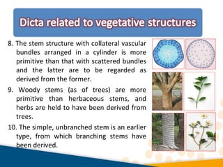 8. The stem structure with collateral vascular
bundles arranged in a cylinder is more
primitive than that with scattered bundles
and the latter are to be regarded as
derived from the former.
9. Woody stems (as of trees) are more
primitive than herbaceous stems, and
herbs are held to have been derived from
trees.
10. The simple, unbranched stem is an earlier
type, from which branching stems have
been derived.
 