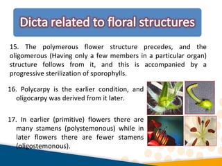 16. Polycarpy is the earlier condition, and
oligocarpy was derived from it later.
17. In earlier (primitive) flowers there are
many stamens (polystemonous) while in
later flowers there are fewer stamens
(oligostemonous).
15. The polymerous flower structure precedes, and the
oligomerous (Having only a few members in a particular organ)
structure follows from it, and this is accompanied by a
progressive sterilization of sporophylls.
 