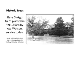 Historic Trees

  Rare Ginkgo
trees planted in
 the 1860’s by
  Asa Watson,
 survive today.
 1920’s photos from Knox
 County Library’s Calvin M.
McClung Historical Collection
 