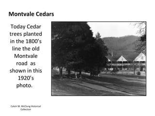 Montvale Cedars
Today Cedar
trees planted
in the 1800’s
 line the old
  Montvale
   road as
shown in this
    1920’s
   photo.


Calvin M. McClung Historical
         Collection
 
