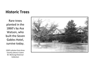 Historic Trees Rare trees planted in the 1860’s by Asa Watson, who built the Seven Gables Hotel, survive today. 1920’s photos from Knox County Library’s Calvin M. McClung Historical Collection 