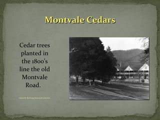MMoonnttvvaallee CCeeddaarrss 
Cedar trees 
planted in 
the 1800’s 
line the old 
Montvale 
Road. 
Calvin M. McClung Historical Collection 
 
