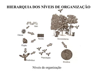 HIERARQUIA DOS NÍVEIS DE ORGANIZAÇÃO
Níveis de organização
 