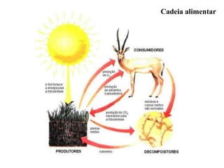 Cadeia alimentar
 