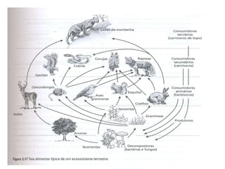 Entretanto, a cadeia alimentar não mostra o quão
complexas são as relações tróficas em um ecossistema.
Para isso utiliza-se o conceito de teia alimentar, o qual
representa uma verdadeira situação encontrada em um
ecossistema, ou seja, várias cadeias interligadas
ocorrendo simultaneamente
 