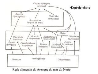 Rede alimentar do Arenque do mar do Norte
•Espécie-chave
 