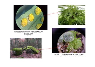 SOROS DE POLIPÓDIOS VISTOS EM LUPA
BINOCULAR
BINOCULAR
BRIÓFITAS EM LUPA BINOCULAR
 