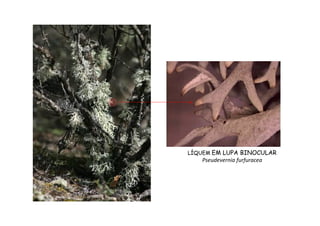 LÍQUEM EM LUPA BINOCULAR
Pseudevernia furfuracea
 