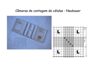 Câmaras de contagem de células - Neubauer
 