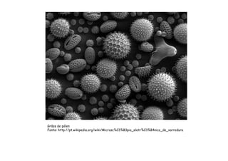 Grãos de pólen
Fonte: http://pt.wikipedia.org/wiki/Microsc%C3%B3pio_eletr%C3%B4nico_de_varredura
 