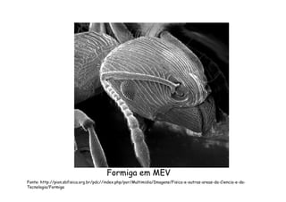 Formiga em MEV
Fonte: http://pion.sbfisica.org.br/pdc//index.php/por/Multimidia/Imagens/Fisica-e-outras-areas-da-Ciencia-e-da-
Tecnologia/Formiga
 