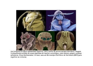 Um fotógrafo britânico aposentado registrou, com o auxílio de um microscópio eletrônico, imagens
tridimensionais milhões de vezes ampliadas de insetos e aracnídeos, como moscas, pulgas e aranhas-
saltadoras. Steve Gschmeissner, 61 anos, usou um Microscópio Eletrônico de Varredura (MEV) para
registrar as criaturas.
 