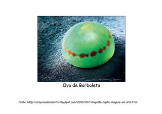 Ovo de Borboleta
Fonte: http://arquivosdoinsolito.blogspot.com/2010/09/fotografo-capta-imagens-em-alta.html
 