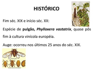 HISTÓRICO
Fim séc. XIX e início séc. XX:
Espécie de pulgão, Phylloxera vastatrix, quase pôs
fim à cultura vinícola européia.
Auge: ocorreu nos últimos 25 anos do séc. XIX.
 