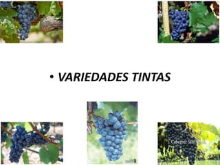 • VARIEDADES TINTAS
 