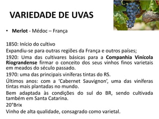 VARIEDADE DE UVAS
• Merlot - Médoc – França
1850: Início do cultivo
Expandiu-se para outras regiões da França e outros países;
1920: Uma das cultivares básicas para a Companhia Vinícola
Riograndense firmar o conceito dos seus vinhos finos varietais
em meados do século passado.
1970: uma das principais viníferas tintas do RS.
Últimos anos: com a ‘Cabernet Sauvignon’, uma das viníferas
tintas mais plantadas no mundo.
Bem adaptada às condições do sul do BR, sendo cultivada
também em Santa Catarina.
20°Brix
Vinho de alta qualidade, consagrado como varietal.
 
