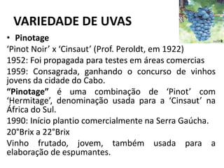 VARIEDADE DE UVAS
• Pinotage
‘Pinot Noir’ x ‘Cinsaut’ (Prof. Peroldt, em 1922)
1952: Foi propagada para testes em áreas comercias
1959: Consagrada, ganhando o concurso de vinhos
jovens da cidade do Cabo.
“Pinotage” é uma combinação de ‘Pinot’ com
‘Hermitage’, denominação usada para a ‘Cinsaut’ na
África do Sul.
1990: Início plantio comercialmente na Serra Gaúcha.
20°Brix a 22°Brix
Vinho frutado, jovem, também usada para a
elaboração de espumantes.
 