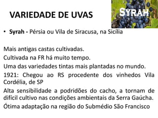 VARIEDADE DE UVAS
• Syrah - Pérsia ou Vila de Siracusa, na Sicília
Mais antigas castas cultivadas.
Cultivada na FR há muito tempo.
Uma das variedades tintas mais plantadas no mundo.
1921: Chegou ao RS procedente dos vinhedos Vila
Cordélia, de SP
Alta sensibilidade a podridões do cacho, a tornam de
difícil cultivo nas condições ambientais da Serra Gaúcha.
Ótima adaptação na região do Submédio São Francisco
 