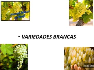 • VARIEDADES BRANCAS
 