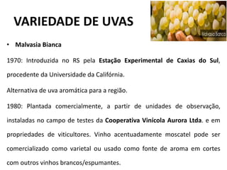 VARIEDADE DE UVAS
• Malvasia Bianca
1970: Introduzida no RS pela Estação Experimental de Caxias do Sul,
procedente da Universidade da Califórnia.
Alternativa de uva aromática para a região.
1980: Plantada comercialmente, a partir de unidades de observação,
instaladas no campo de testes da Cooperativa Vinícola Aurora Ltda. e em
propriedades de viticultores. Vinho acentuadamente moscatel pode ser
comercializado como varietal ou usado como fonte de aroma em cortes
com outros vinhos brancos/espumantes.
 