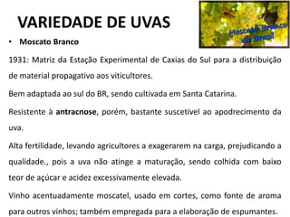 VARIEDADE DE UVAS
• Moscato Branco
1931: Matriz da Estação Experimental de Caxias do Sul para a distribuição
de material propagativo aos viticultores.
Bem adaptada ao sul do BR, sendo cultivada em Santa Catarina.
Resistente à antracnose, porém, bastante suscetível ao apodrecimento da
uva.
Alta fertilidade, levando agricultores a exagerarem na carga, prejudicando a
qualidade., pois a uva não atinge a maturação, sendo colhida com baixo
teor de açúcar e acidez excessivamente elevada.
Vinho acentuadamente moscatel, usado em cortes, como fonte de aroma
para outros vinhos; também empregada para a elaboração de espumantes.
 
