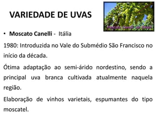 VARIEDADE DE UVAS
• Moscato Canelli - Itália
1980: Introduzida no Vale do Submédio São Francisco no
início da década.
Ótima adaptação ao semi-árido nordestino, sendo a
principal uva branca cultivada atualmente naquela
região.
Elaboração de vinhos varietais, espumantes do tipo
moscatel.
 