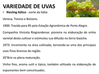 VARIEDADE DE UVAS
• Riesling Itálico - norte da Itália
Veneza, Treviso e Bolzano.
1900: Trazida para RS pela Estação Agronômica de Porto Alegre.
Companhia Vinícola Riograndense: pioneira na elaboração de vinho
varietal desta cultivar e estimulou sua difusão na Serra Gaúcha.
1973: Incremento na área cultivada, tornando-se uma das principais
uvas finas brancas da região.
20°Brix na plena maturação.
Vinho fino, aroma sutil e típico, também utilizado na elaboração de
espumantes bem conceituados.
 
