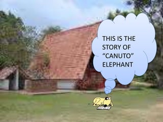 THIS IS THE STORY OF “CANUTO” ELEPHANT,[object Object]