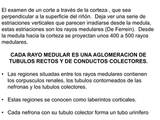 Histologia de Riñon | PPTX