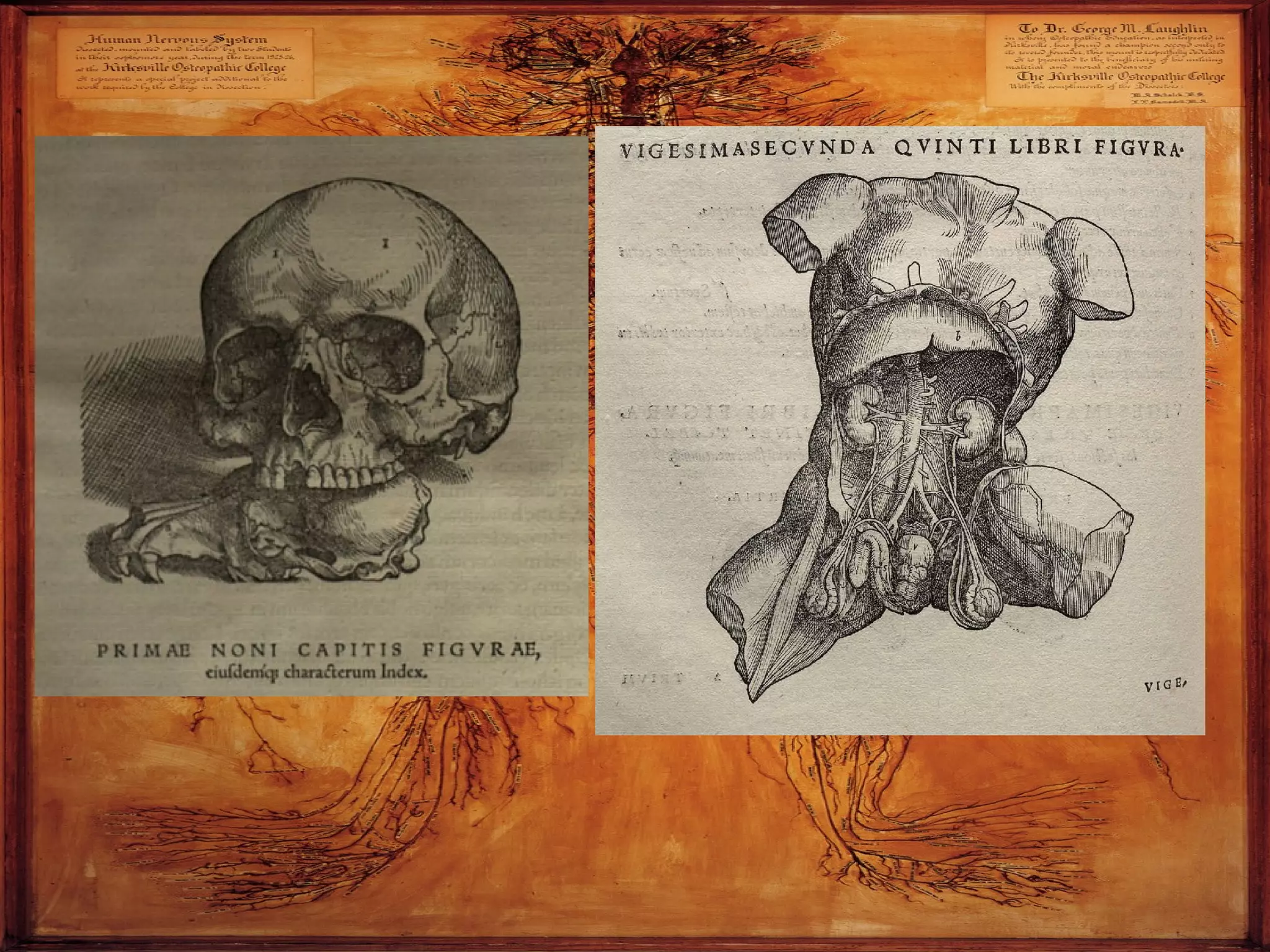 Andreas Vesalius: Father of Modern Human Anatomy | PPT
