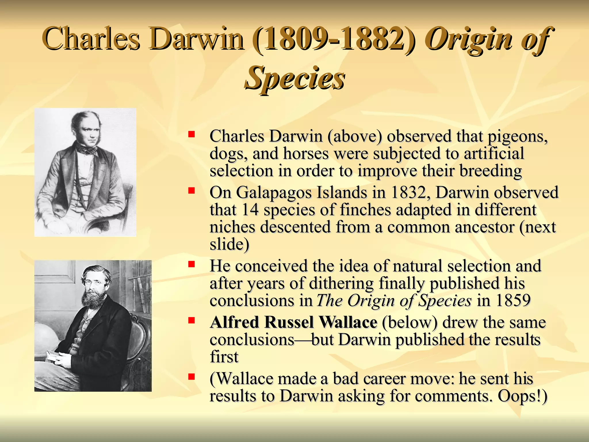 Charles Darwin  (1809-1882)  Origin of Species Charles Darwin (above) observed that pigeons, dogs, and horses were subjected to artificial selection in order to improve their breeding On Galapagos Islands in 1832, Darwin observed that 14 species of finches adapted in different niches descented from a common ancestor (next slide) He conceived the idea of natural selection and after years of dithering finally published his conclusions in  The Origin of Species  in 1859 Alfred Russel Wallace  (below) drew the same conclusions—but Darwin published the results first (Wallace made a bad career move: he sent his results to Darwin asking for comments. Oops!) 