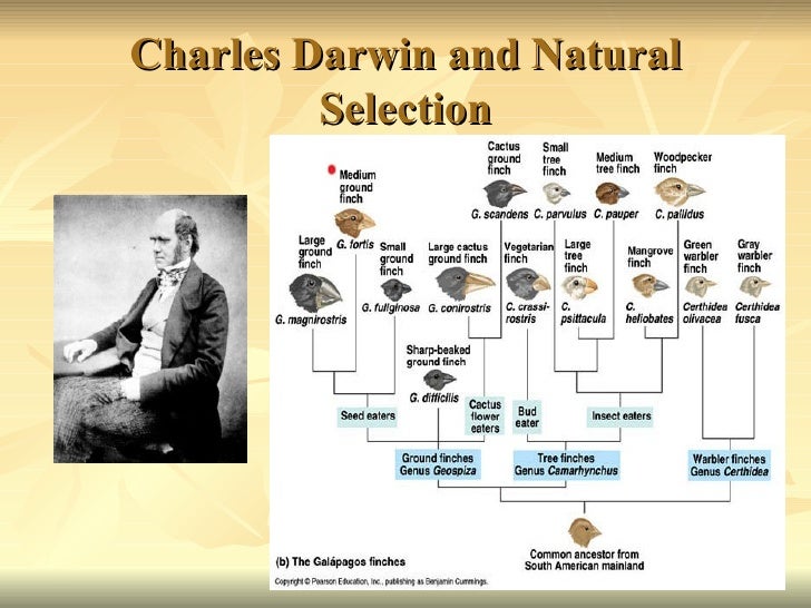 New Species Can Arise From Natural Selection New Species Can Arise From Natural Selection