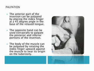  The anterior part of the 
insertion can be palpated 
by placing the index finger 
at a 45 degree angle in the 
base of the relaxed tongue. 
 The opposite hand can be 
used extraorally to palpate 
the posterior and inferior 
portions of the insertion. 
 The body of the muscle can 
be palpated by rotating the 
index finger upward against 
the muscle to near its origin 
on the tuberosity. 
 