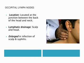  Location: Located at the 
junction between the back 
of the head and neck. 
 Lymphatic drainage: Scalp 
and head. 
 Enlarged in infection of 
scalp & syphilis. 
 