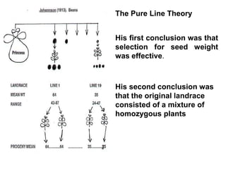 The Pure Line Theory
His first conclusion was that
selection for seed weight
was effective.
His second conclusion was
that the original landrace
consisted of a mixture of
homozygous plants
 