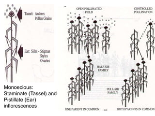 Monoecious:
Staminate (Tassel) and
Pistillate (Ear)
inflorescences
 