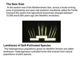 The Near East
At the eastern end of the Mediterranean Sea, across a broad arching
zone of grasslands and open oak-pistachio woodlands called the Fertile
Crescent the world’s first agricultural economies emerged between
10,000 and 8,000 years ago (the Neolithic revolution).
Landraces of Self-Pollinated Species
The heterogeneous populations grown by Neolithic farmers are called
landraces—heterogeneous cultivated forms that evolved from natural
populations of plant species.
 