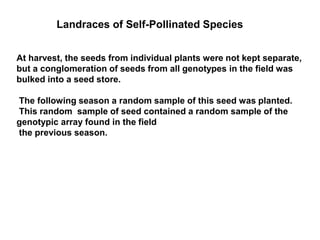 Landraces of Self-Pollinated Species
At harvest, the seeds from individual plants were not kept separate,
but a conglomeration of seeds from all genotypes in the field was
bulked into a seed store.
The following season a random sample of this seed was planted.
This random sample of seed contained a random sample of the
genotypic array found in the field
the previous season.
 