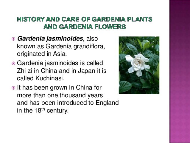 History And Care Of Gardenia Plants And Gardenia Flowers