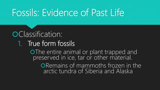 Fossils: Evidence of Past Life
Classification:
1. True form fossils
The entire animal or plant trapped and
preserved in ice, tar or other material.
Remains of mammoths frozen in the
arctic tundra of Siberia and Alaska
 