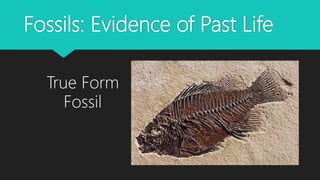 Fossils: Evidence of Past Life
True Form
Fossil
 