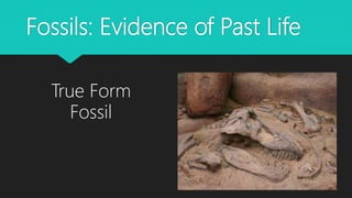 Fossils: Evidence of Past Life
True Form
Fossil
 