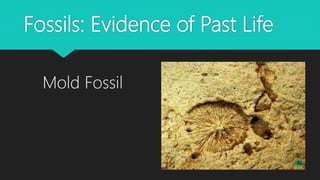 Fossils: Evidence of Past Life
Mold Fossil
 