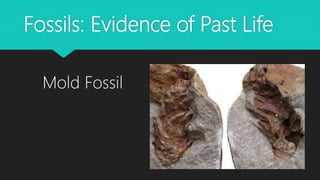 Fossils: Evidence of Past Life
Mold Fossil
 