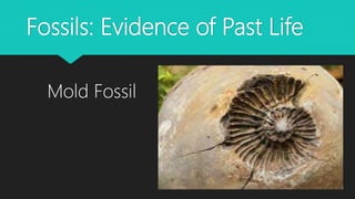 Fossils: Evidence of Past Life
Mold Fossil
 