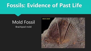 Mold Fossil
Brachipod mold
Fossils: Evidence of Past Life
 