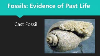 Cast Fossil
Fossils: Evidence of Past Life
 