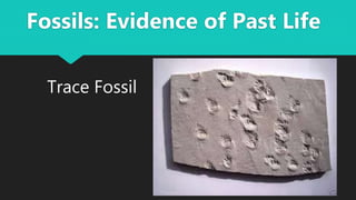 Trace Fossil
Fossils: Evidence of Past Life
 